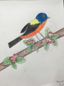 Bird - Drawing Class