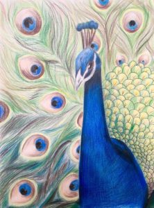 Peacock - Drawing Class